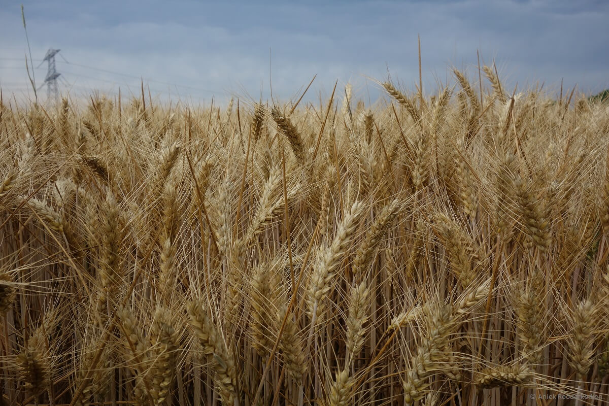 Graan bij de Hompesche Molen