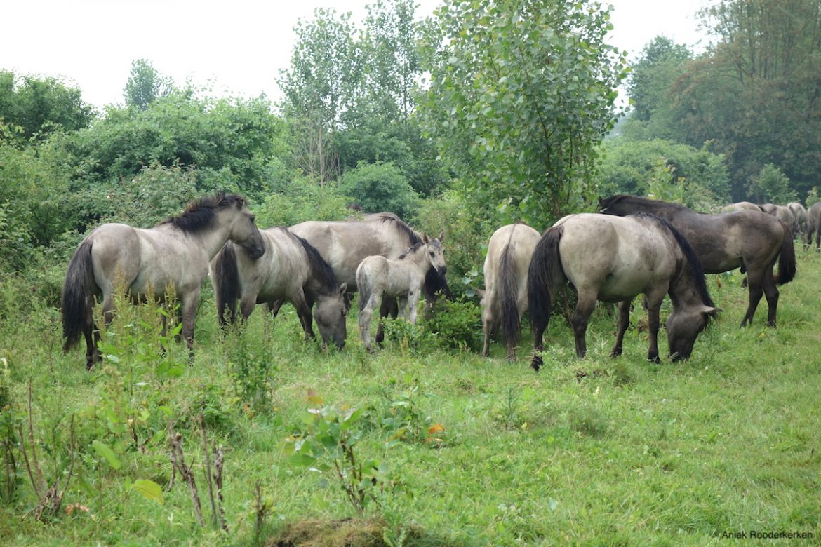 Kudde konikspaarden in de Stille Kern in het Horsterwold