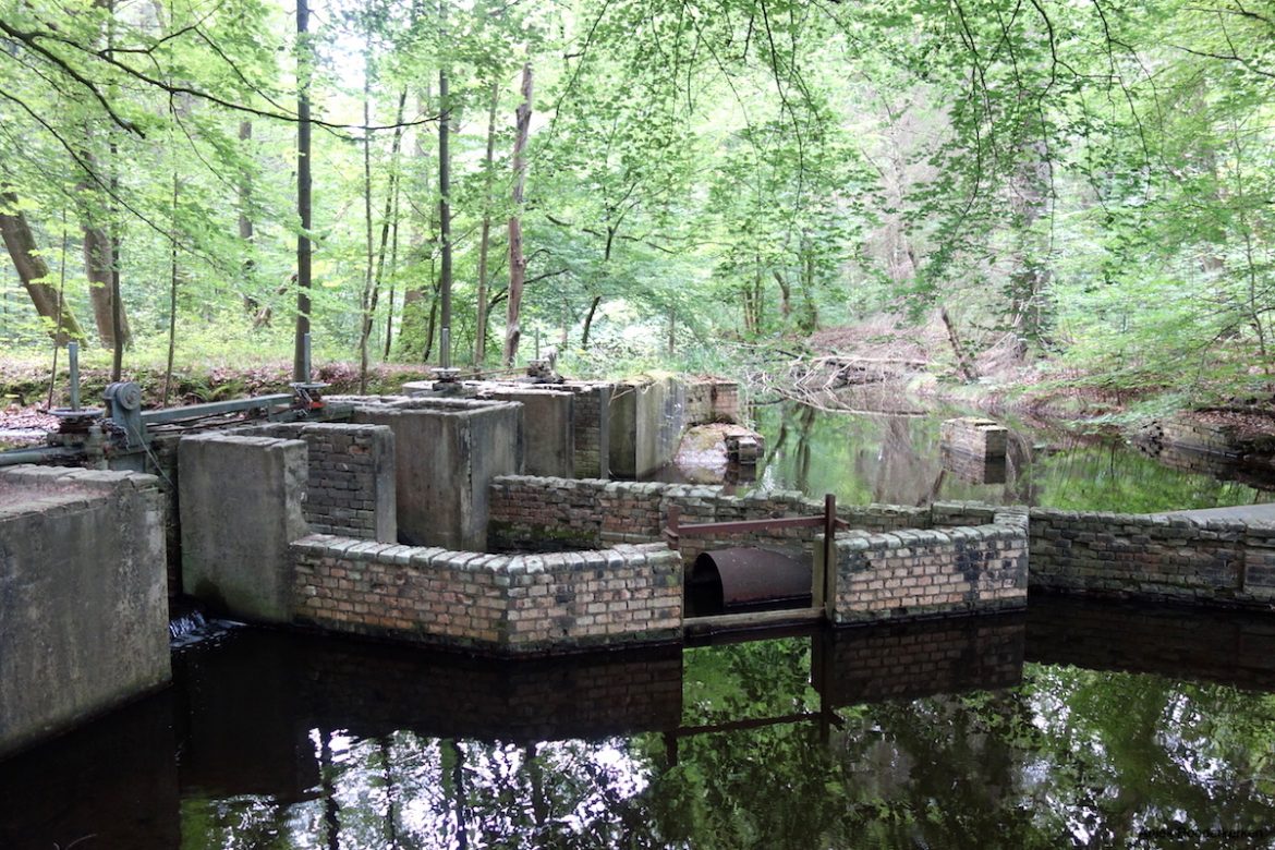 Wandelen tussen de waterwerken: het Waterloopbos in Flevoland