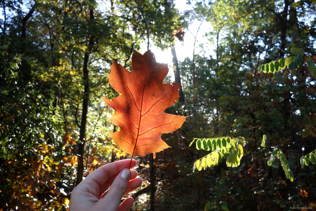 Herfst op de Sallandse Heuvelrug