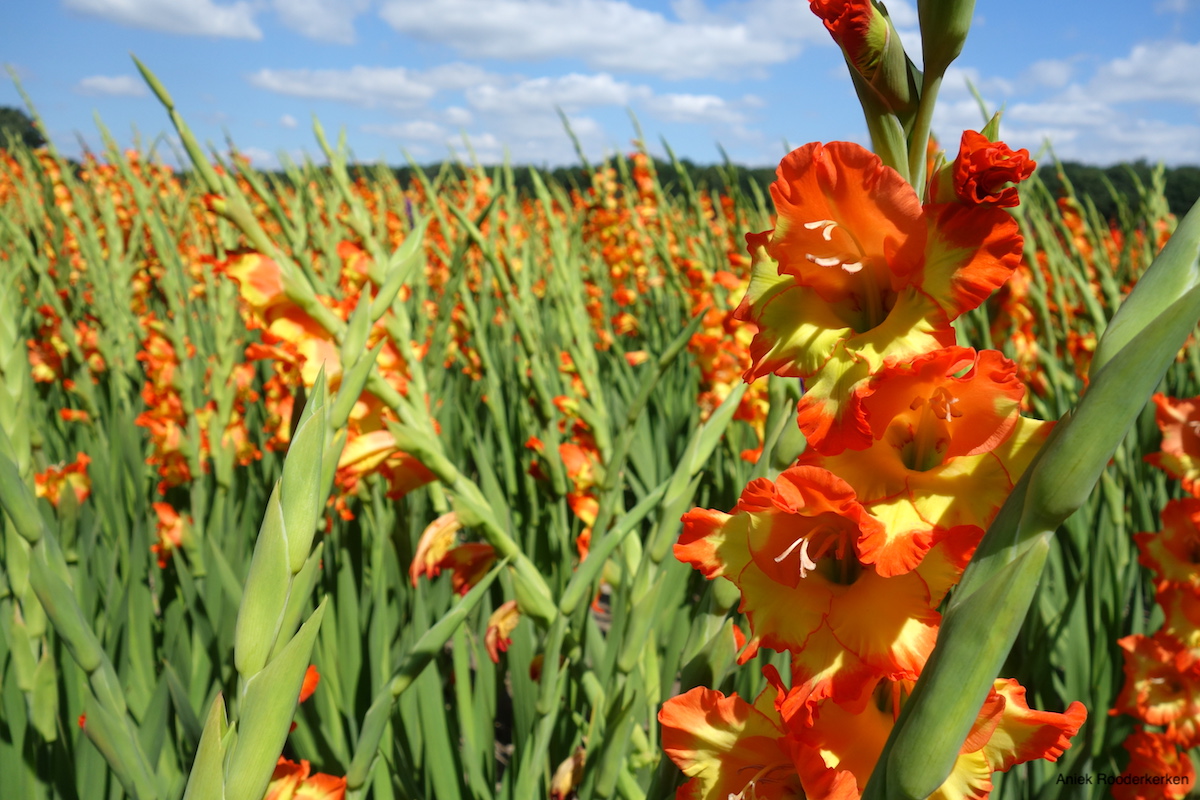 Gladiolen in Nijmegen