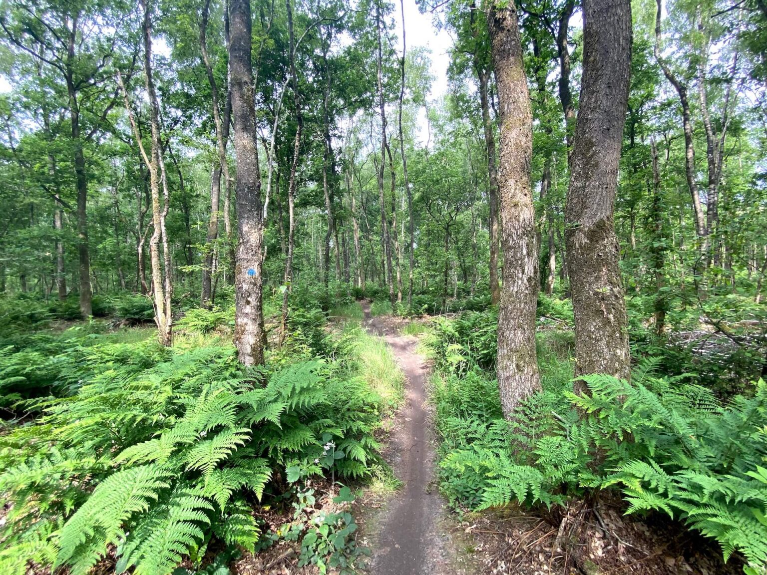 Mountainbikeroute Beetsterzwaag: boomwortels en single tracks