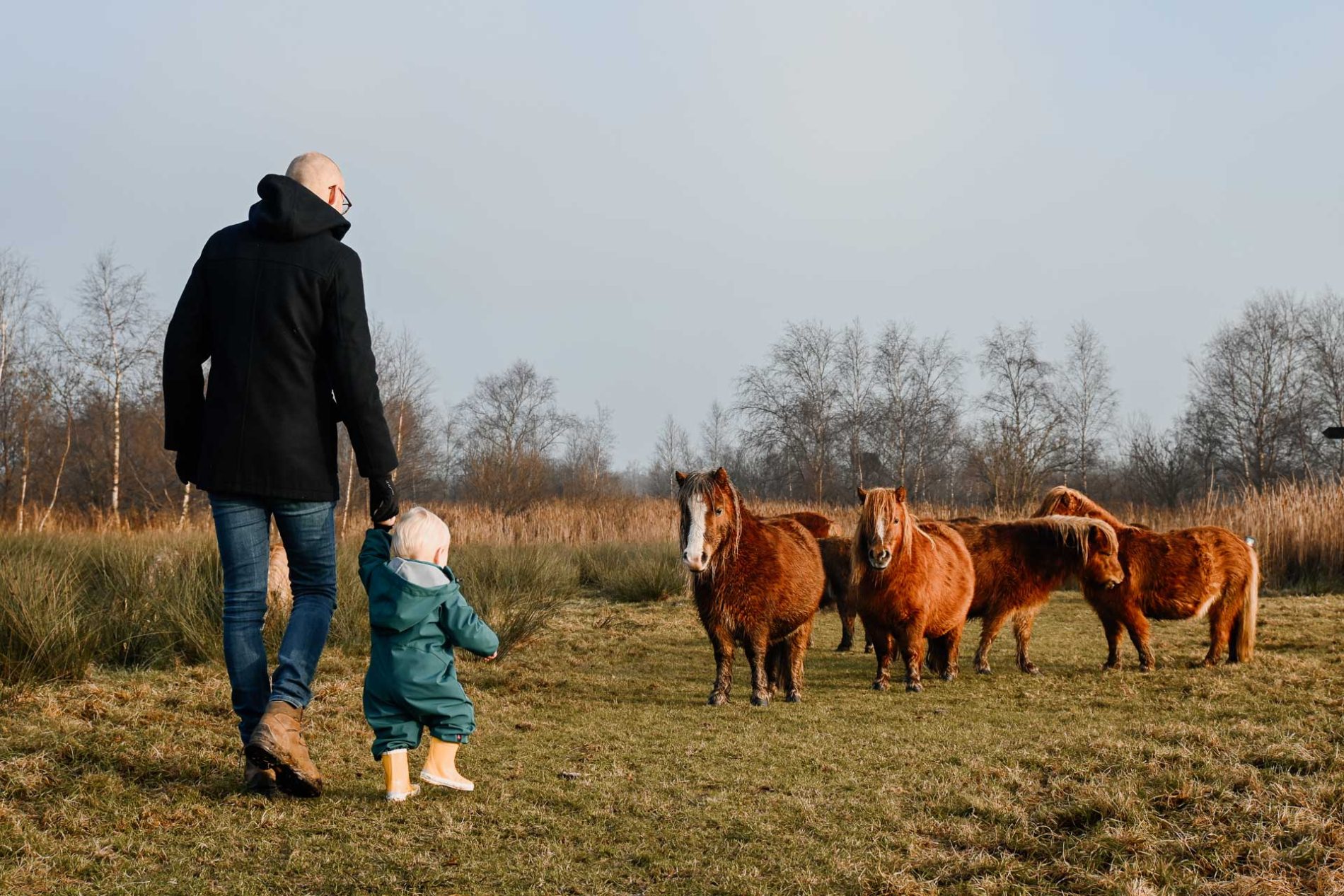 Pony's lopen vrij rond in natuurgebied Alde Feanen