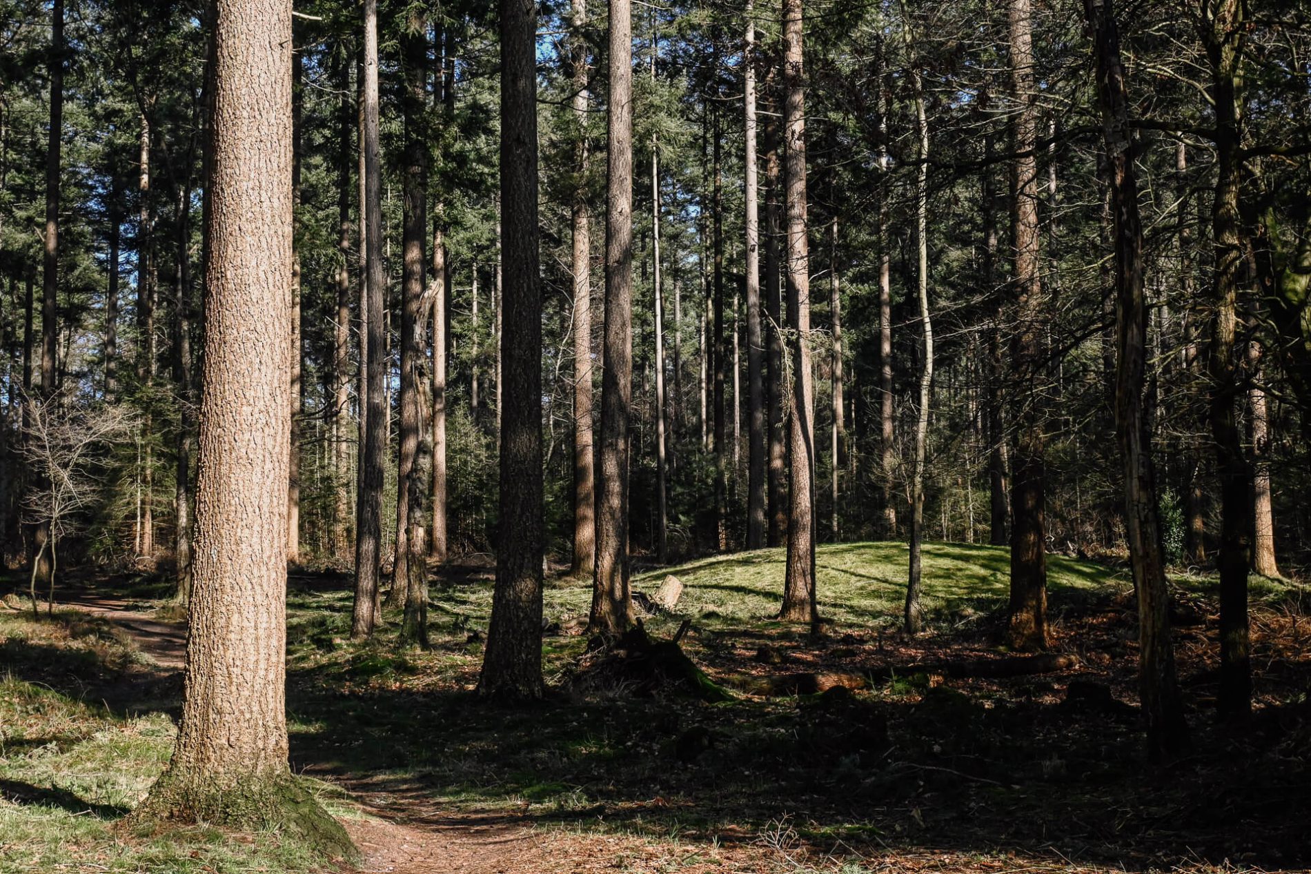 Grafheuvels in het Amerongse Bos op de Utrechtse Heuvelrug