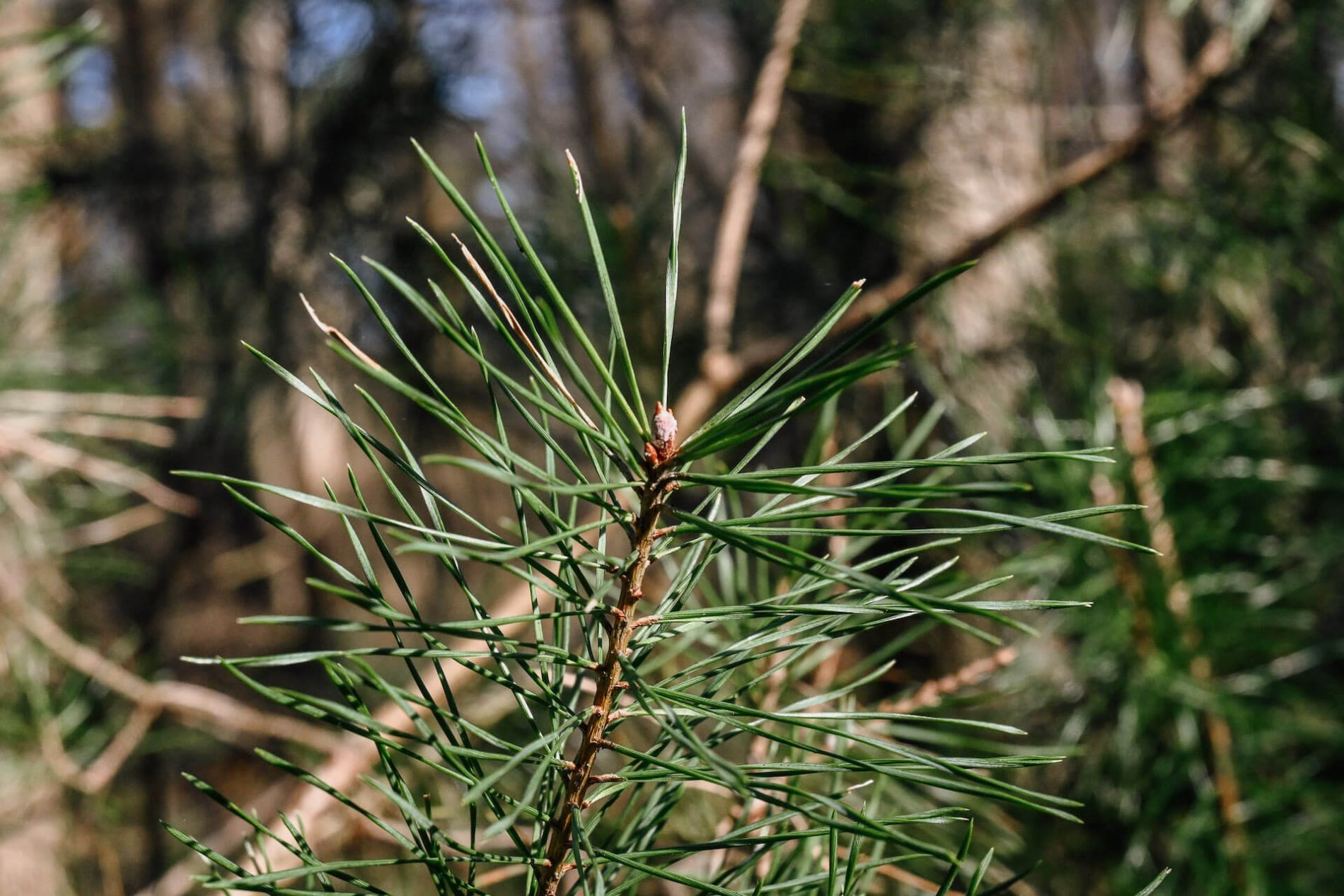 Ook in de winter is het groen Kaapse Bossen
