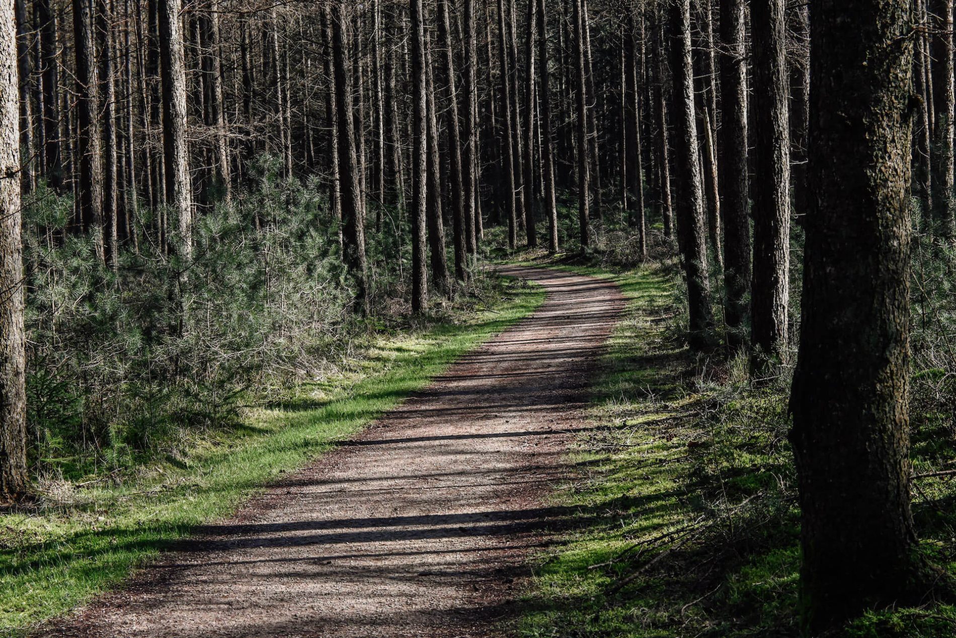 Prachtige wegen kronkelen door de Kaapse Bossen en Boswachterij Leerseum