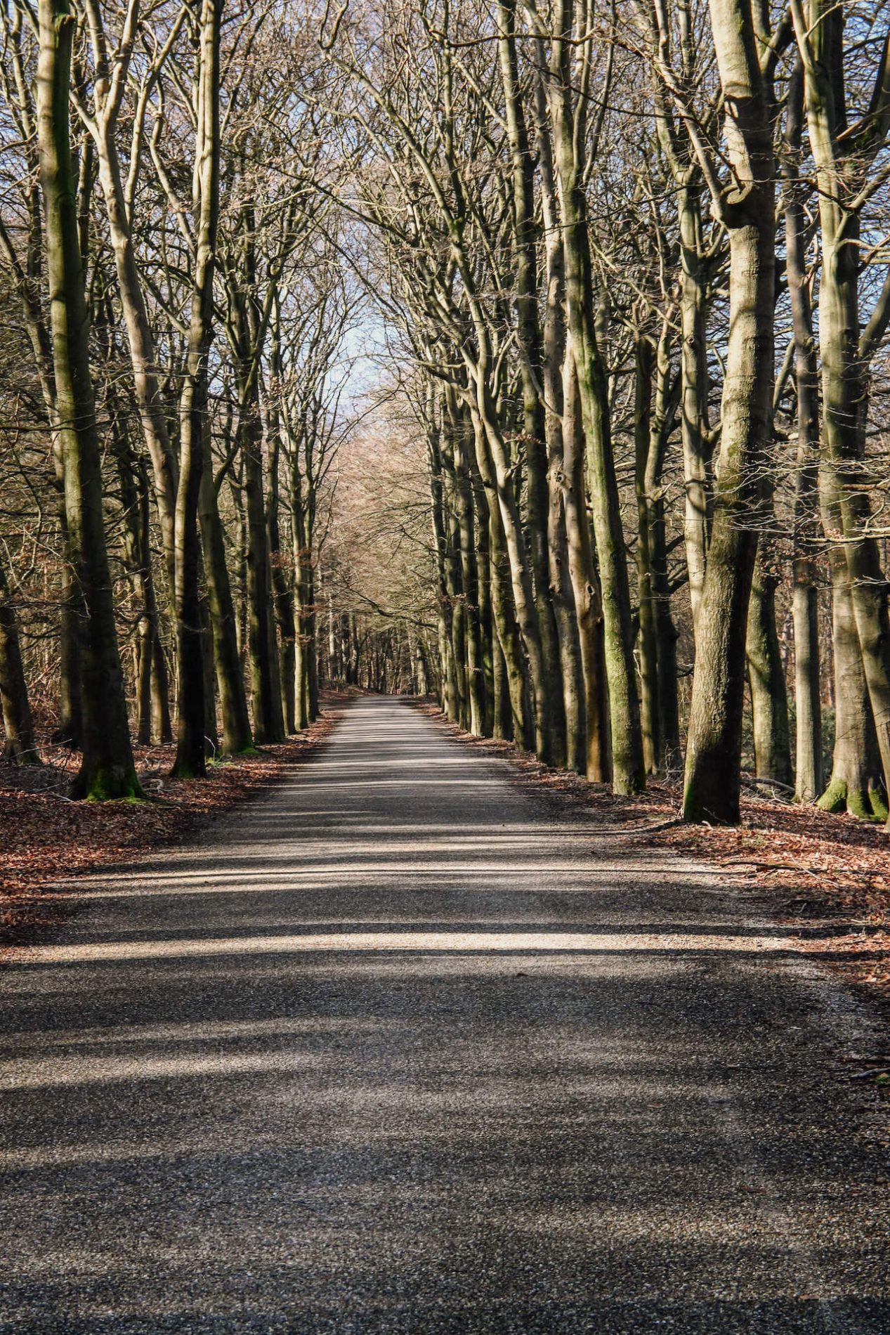 Ruiterberg op de Utrechtse Heuvelrug
