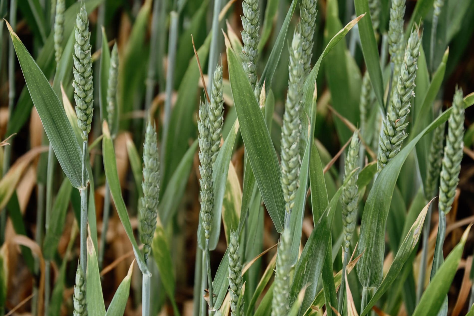 Akker Duitsland Groen