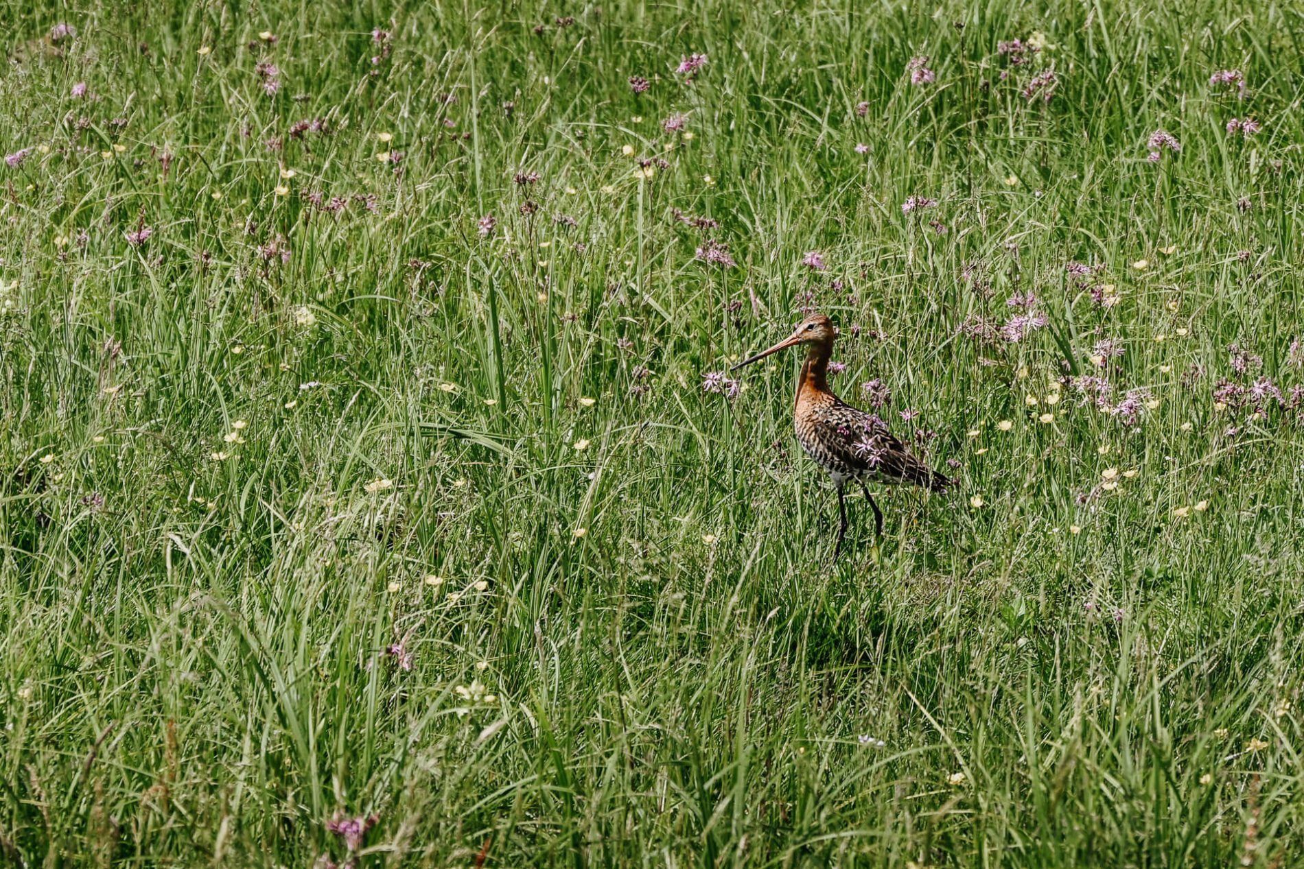 Uitkijktoren DummerSee | Natuurpark Dummer | DummerSee Duitsland | vogels spotten DummerSee