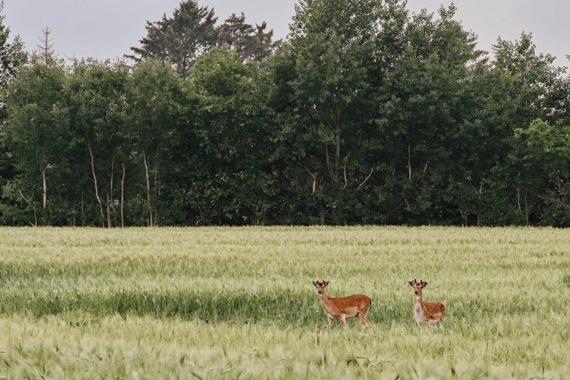 Reeën in het weiland | Duitsland | Natuur Duitsland