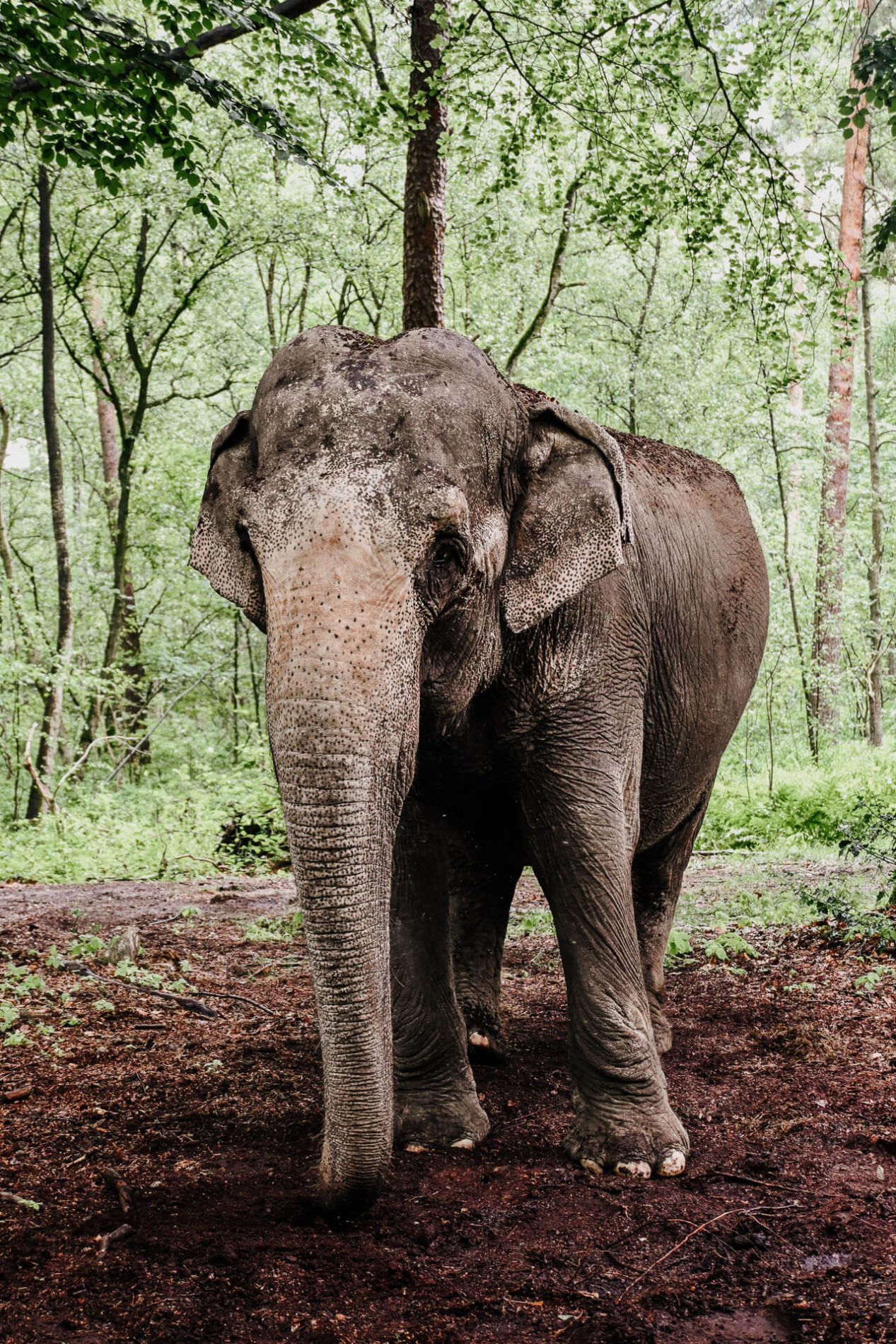 Tierpark Stroehen Dummersee Olifanten