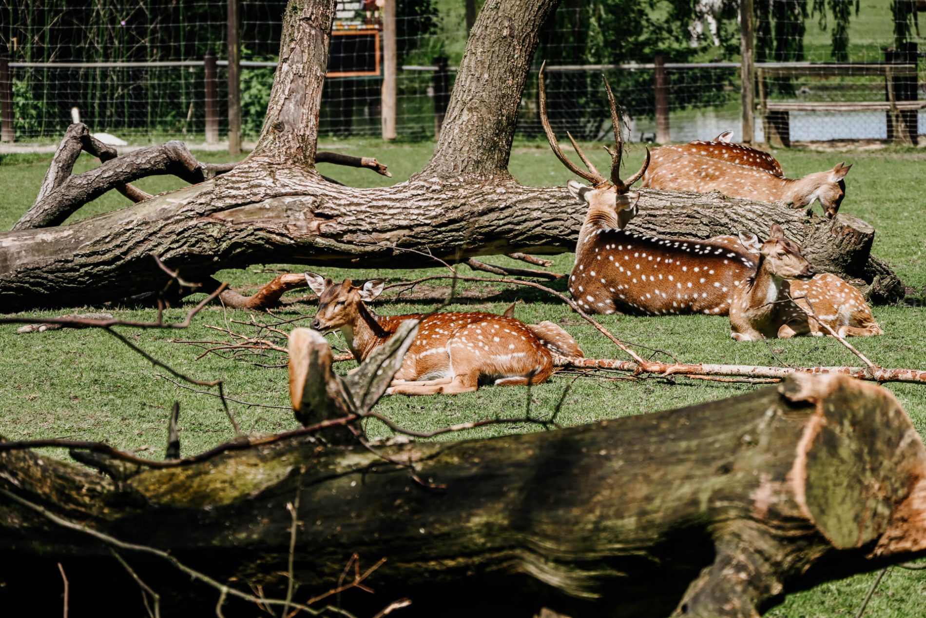 Tierpark Stroehen Dummersee