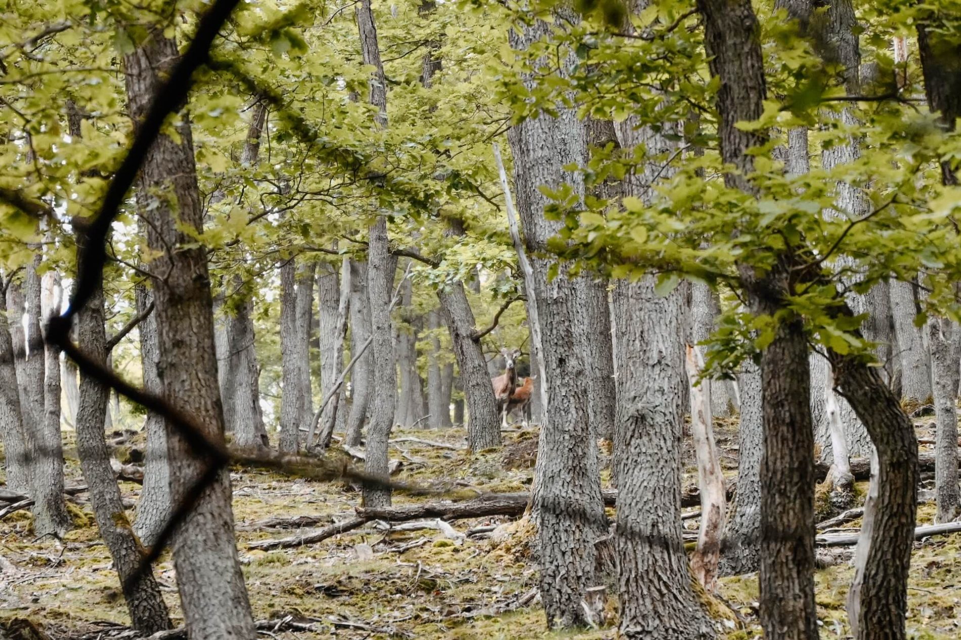 Eifel, dieren in de Eifel, wilde dieren Duitsland