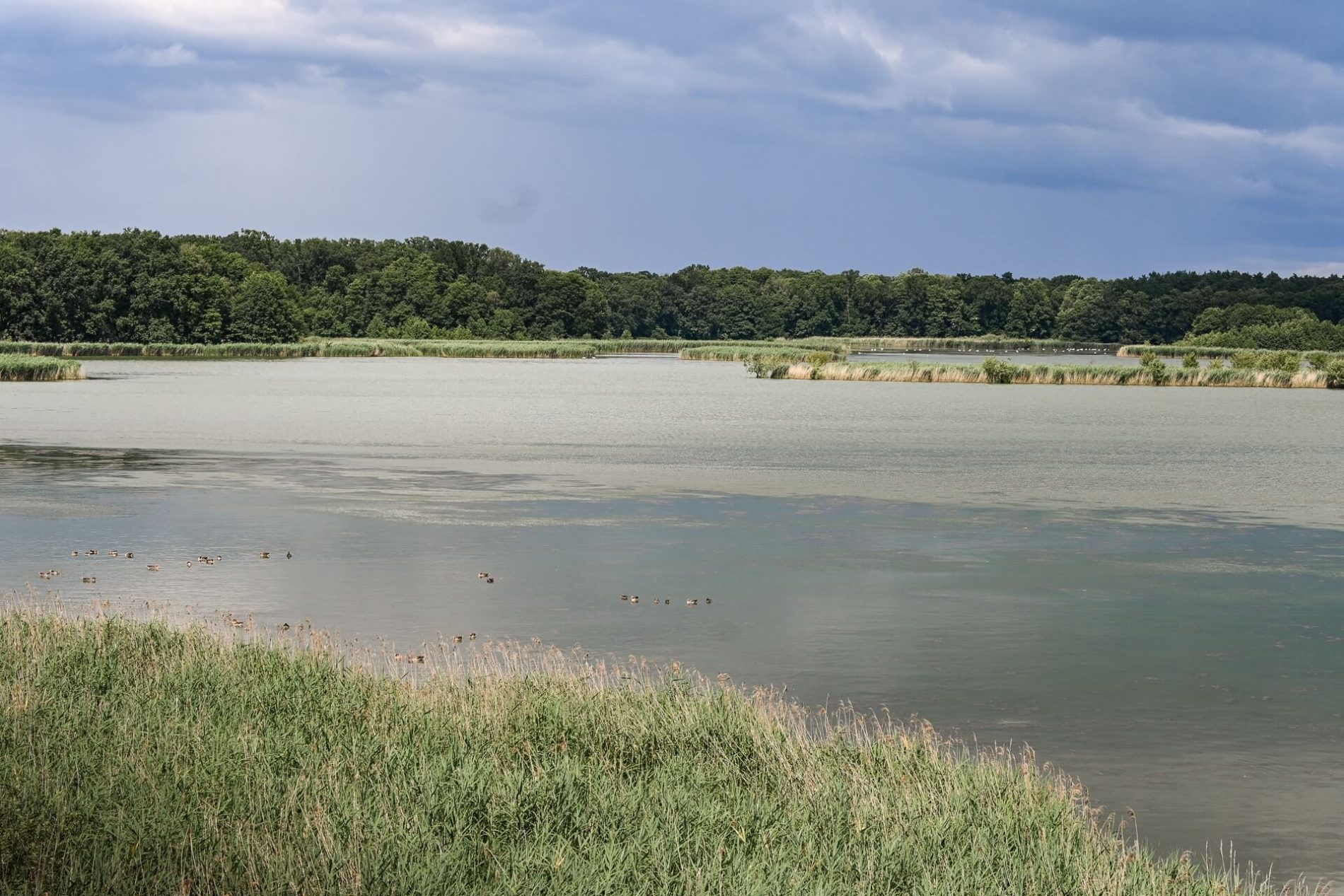 Observatietoren in Grabownica, de Milicz-vijvers in Polen