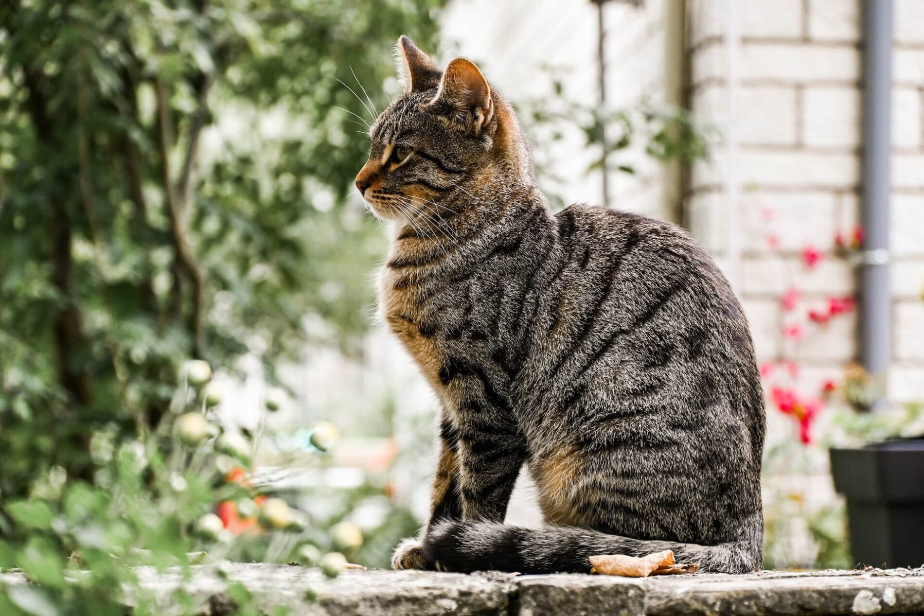 Een kat zit in de zon