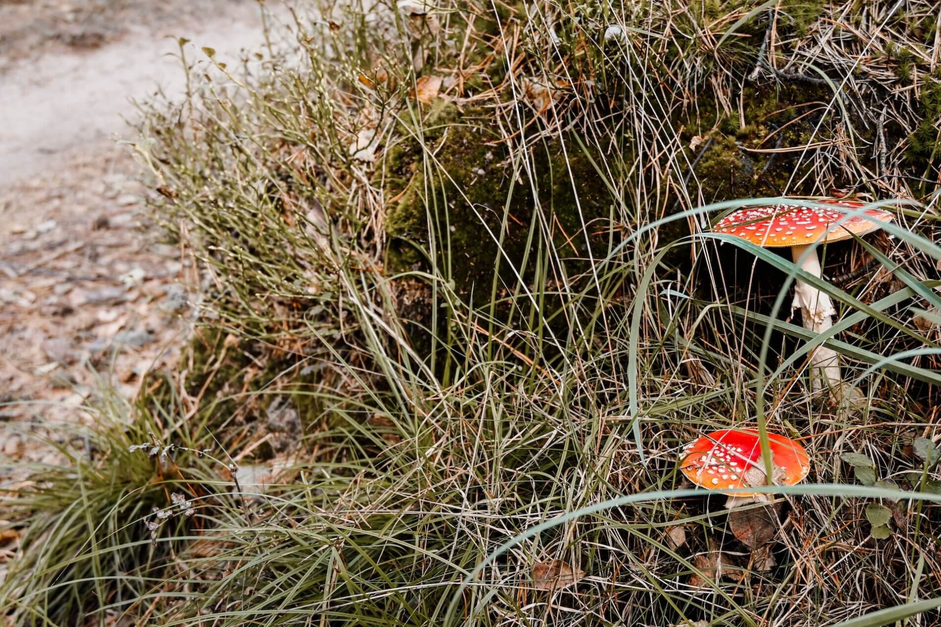 Paddenstoelen in de herfst