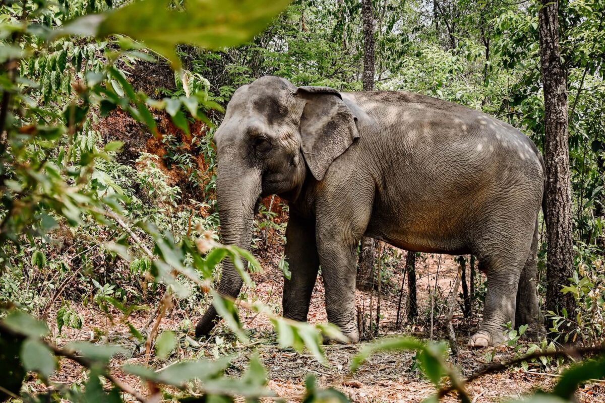 ChiangChill diervriendelijke olifantenopvang in Thailand
