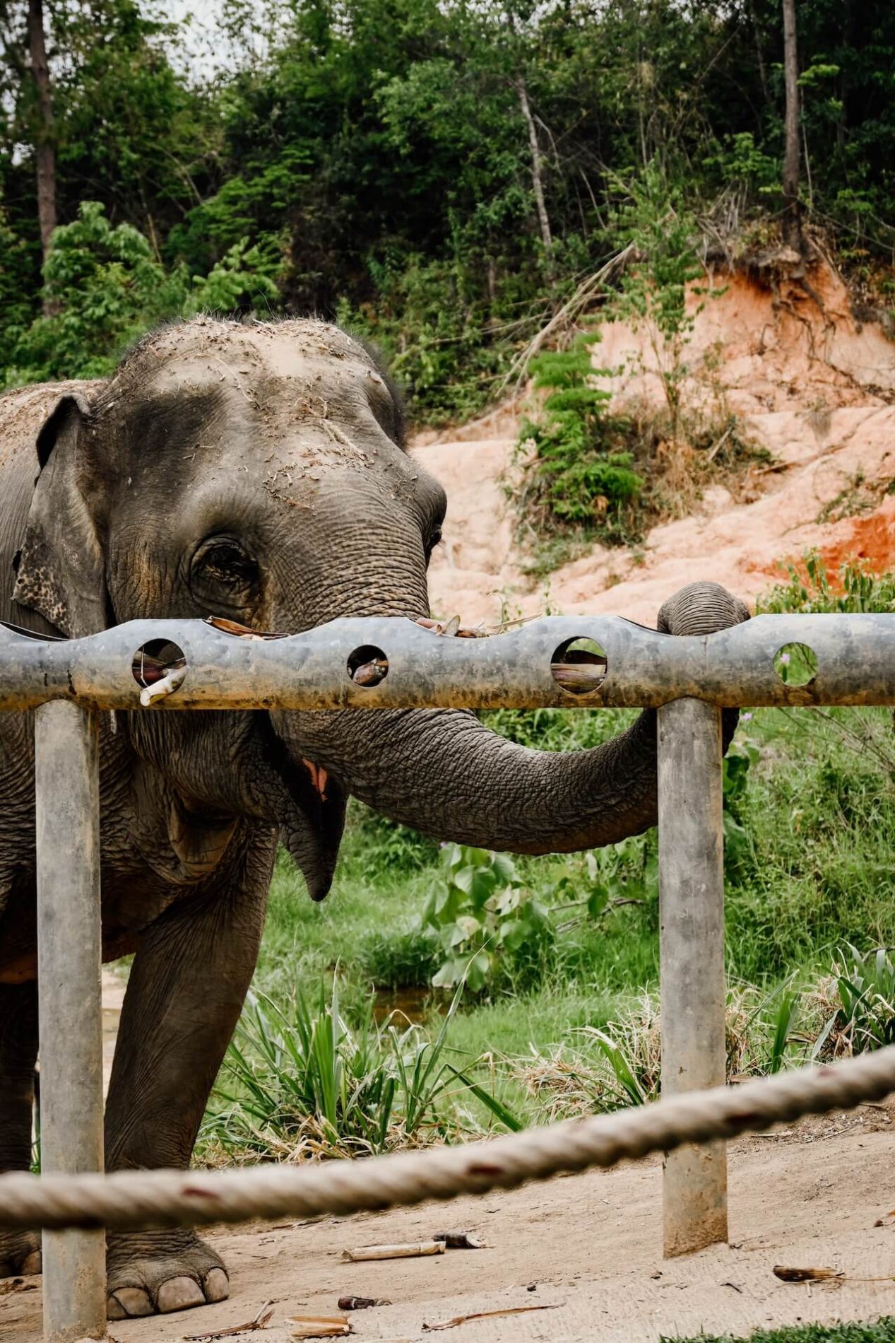 Diervriendelijke olifantenopvang Thailand