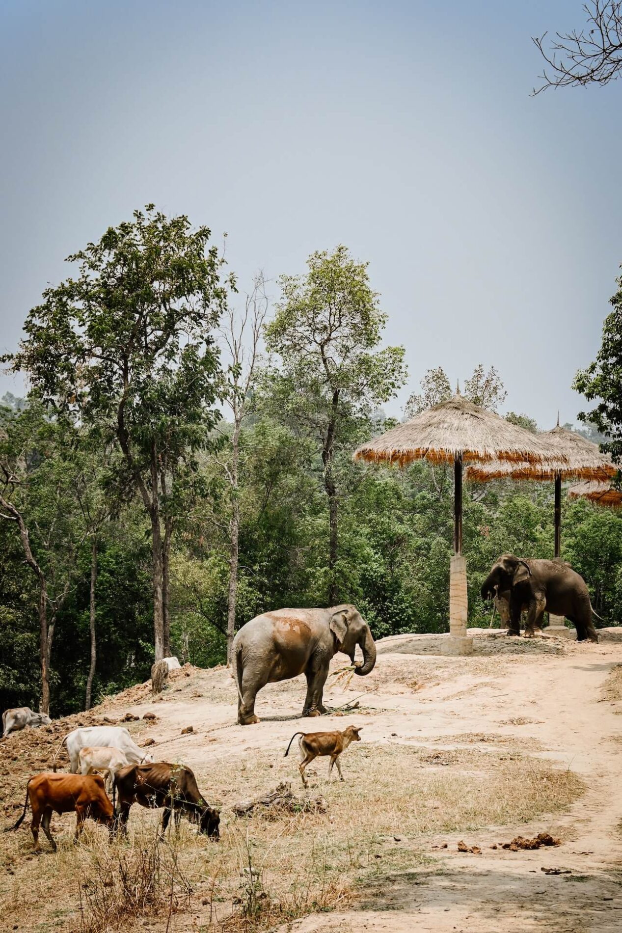 Chiang Chill olifantenopvang Chiang Mai