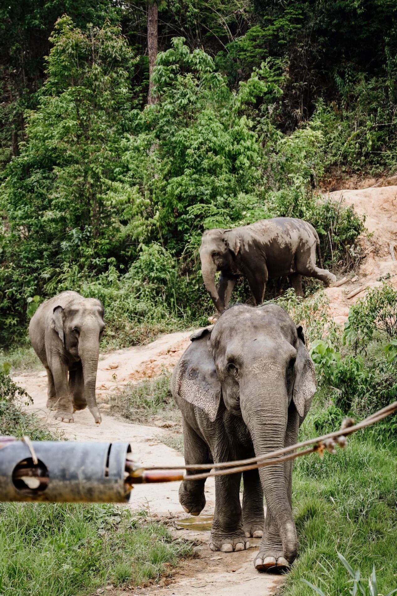 Olifanten lopen naar het kamp