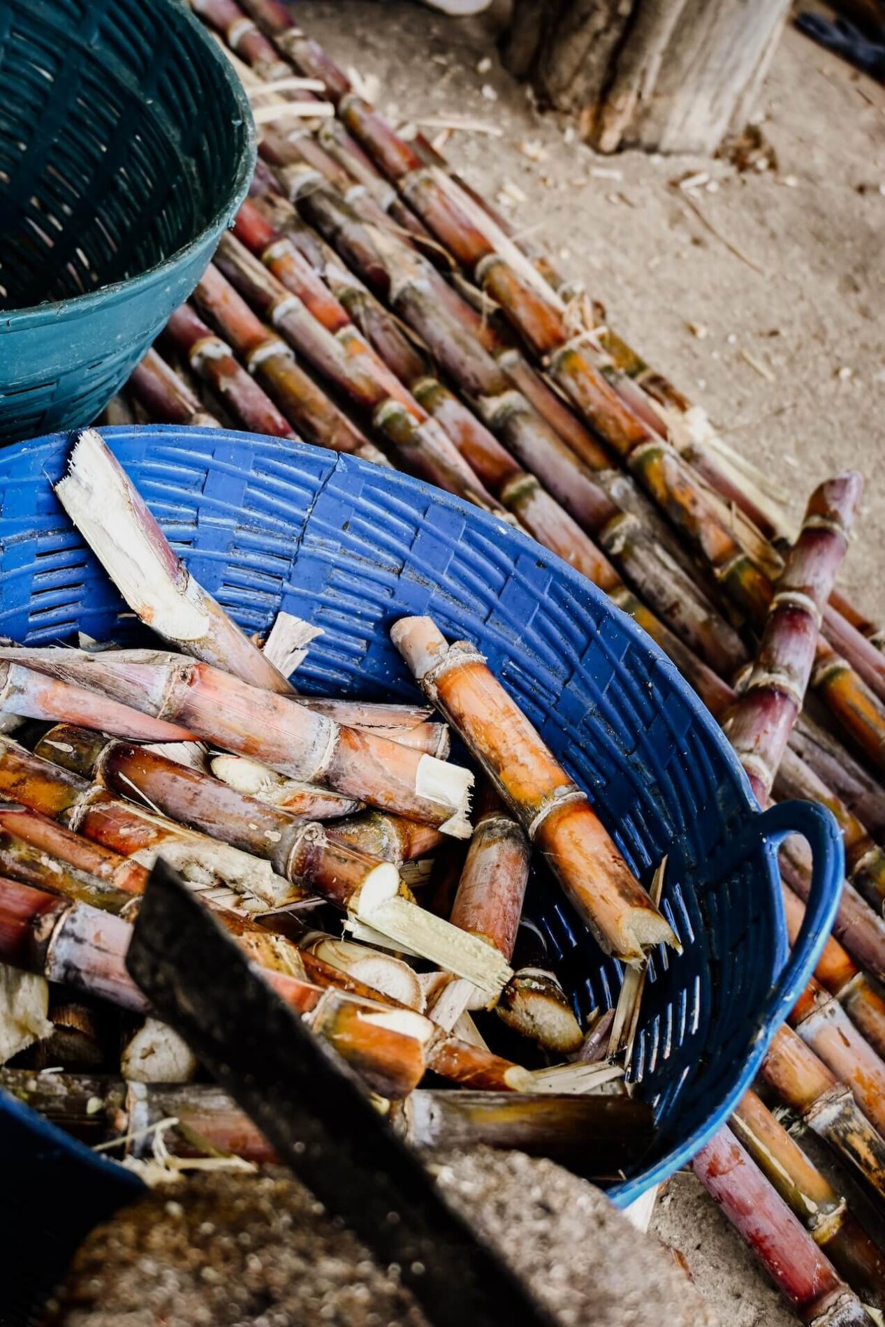 Diervriendelijke olifantenopvang Thailand