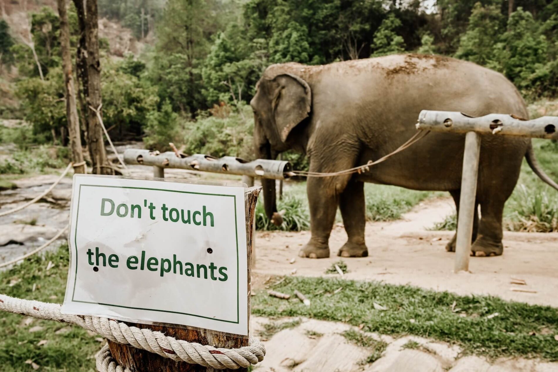 Don't touch the elephants