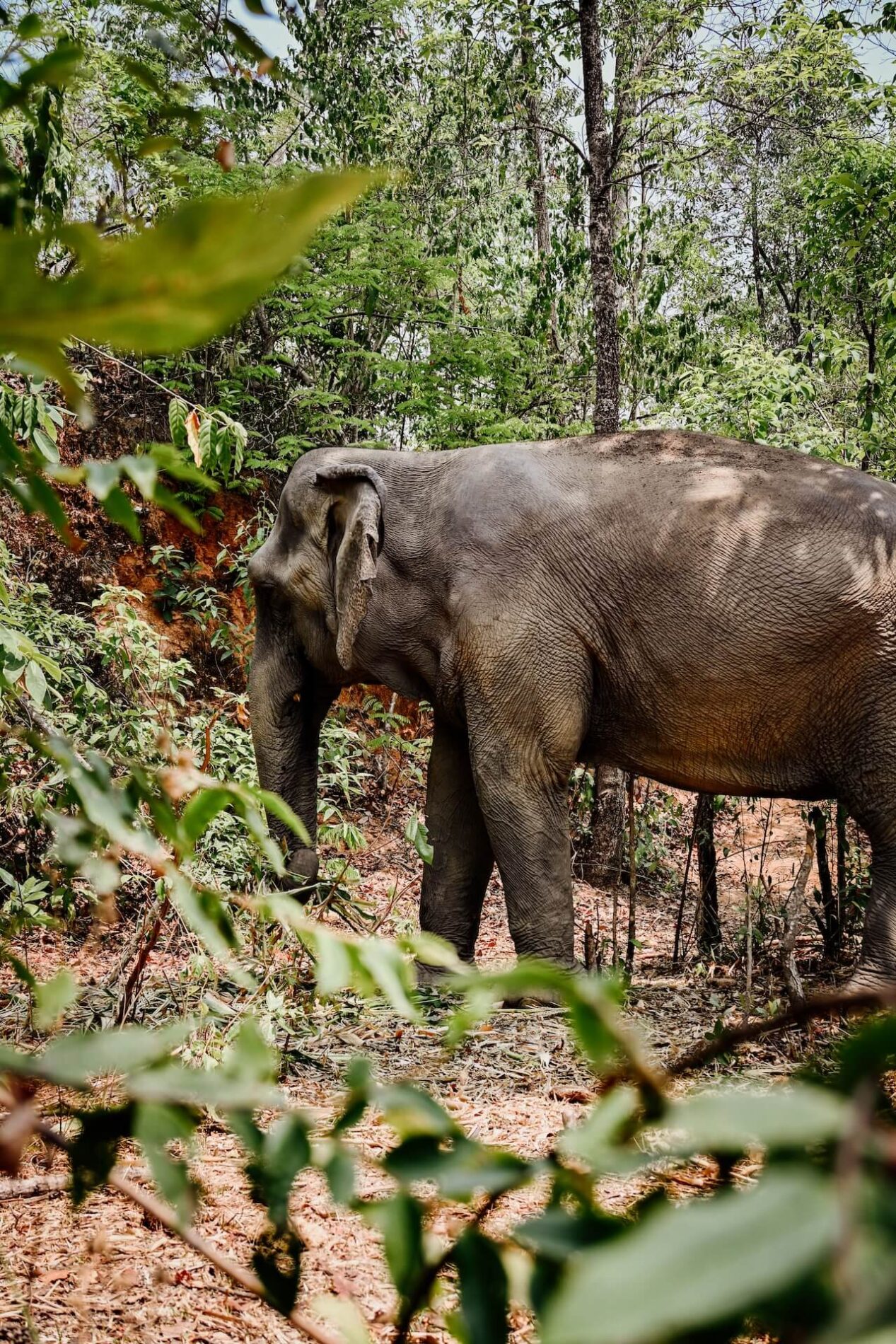 De olifanten lopen vrij rond door het dal