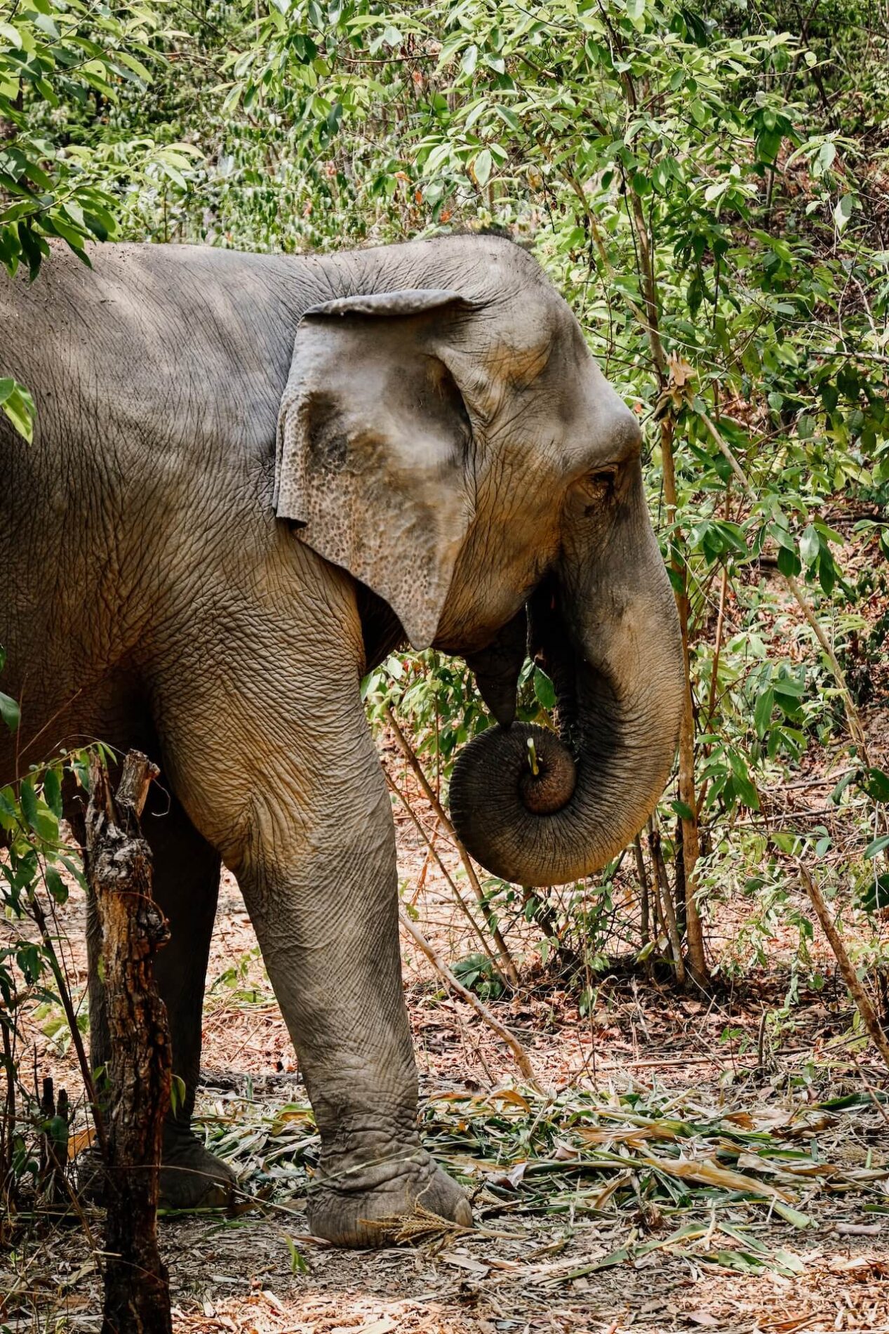 olifantenopvang bezoeken in Thailand