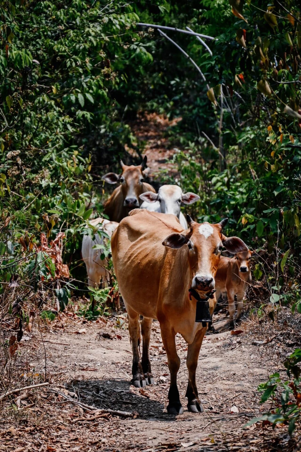 Eerst kom ik runderen tegen in het dal