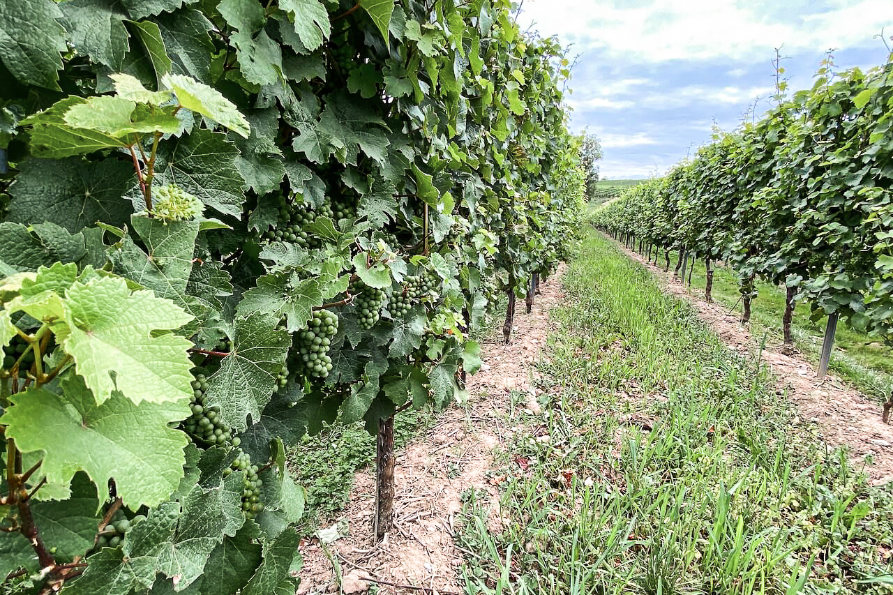 Wijngaarden aan de Moezel