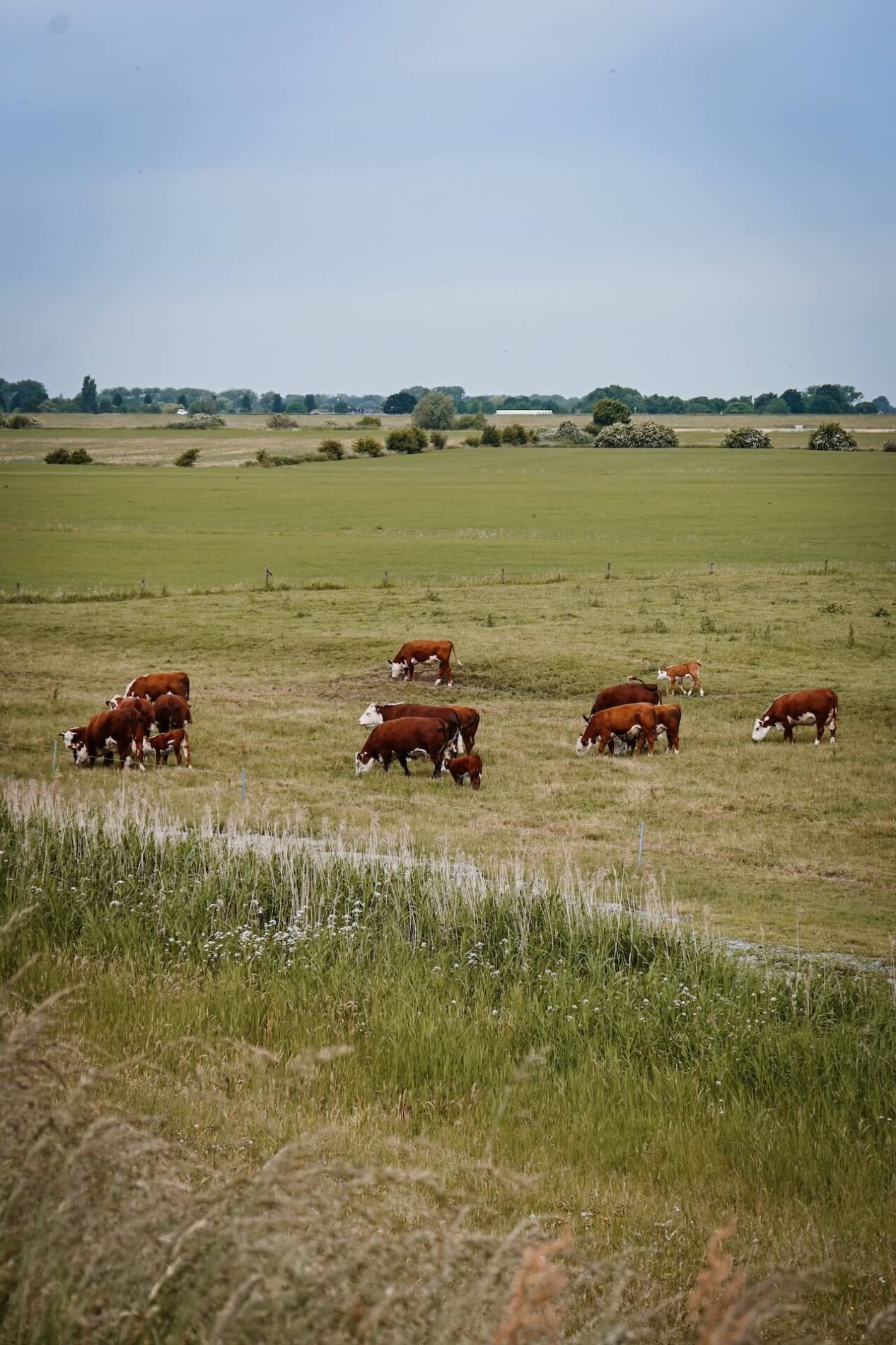 Koeien langs de Lekdijk