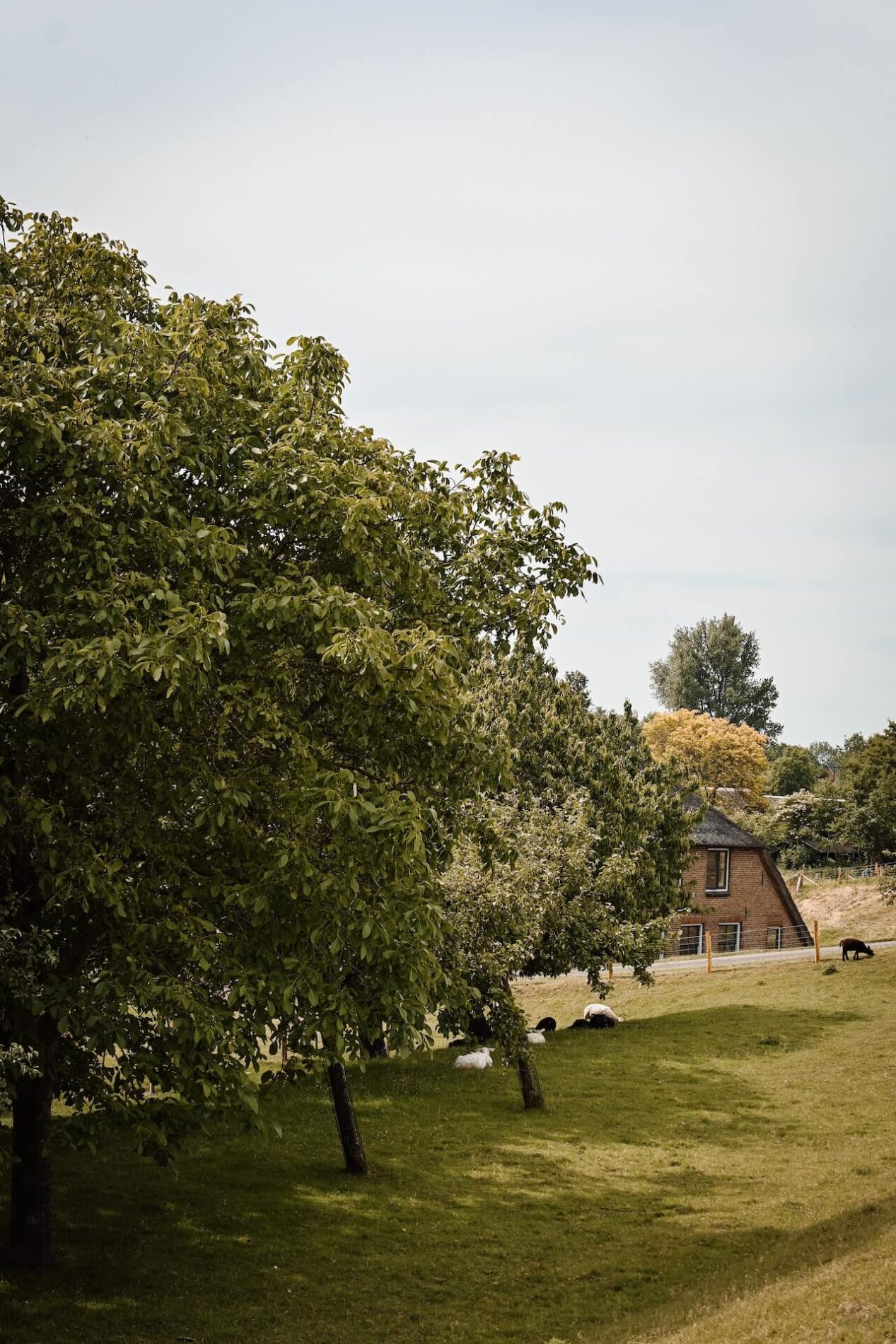 Oude boerderijen