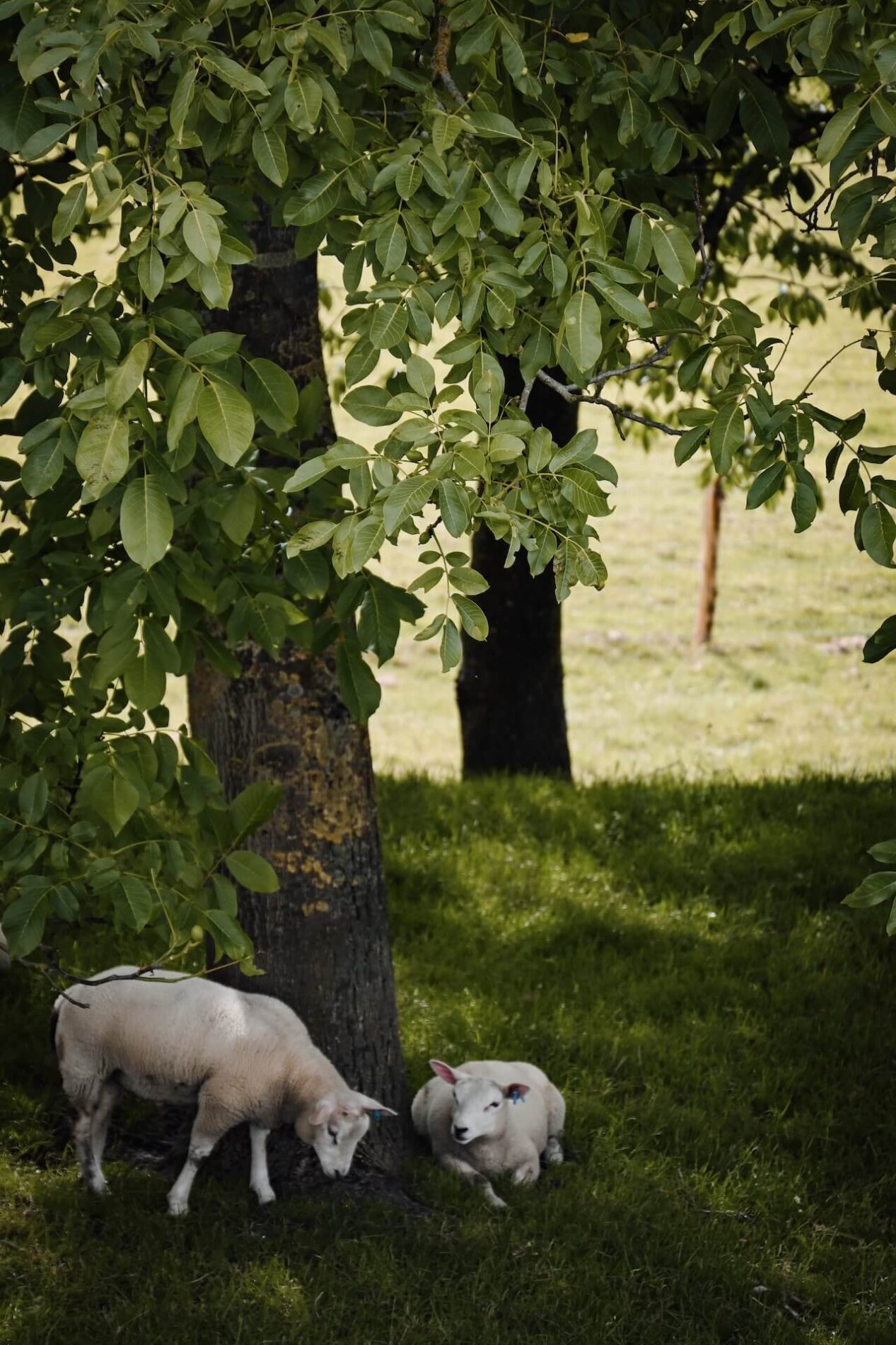 Schapen onder de kersenbomen
