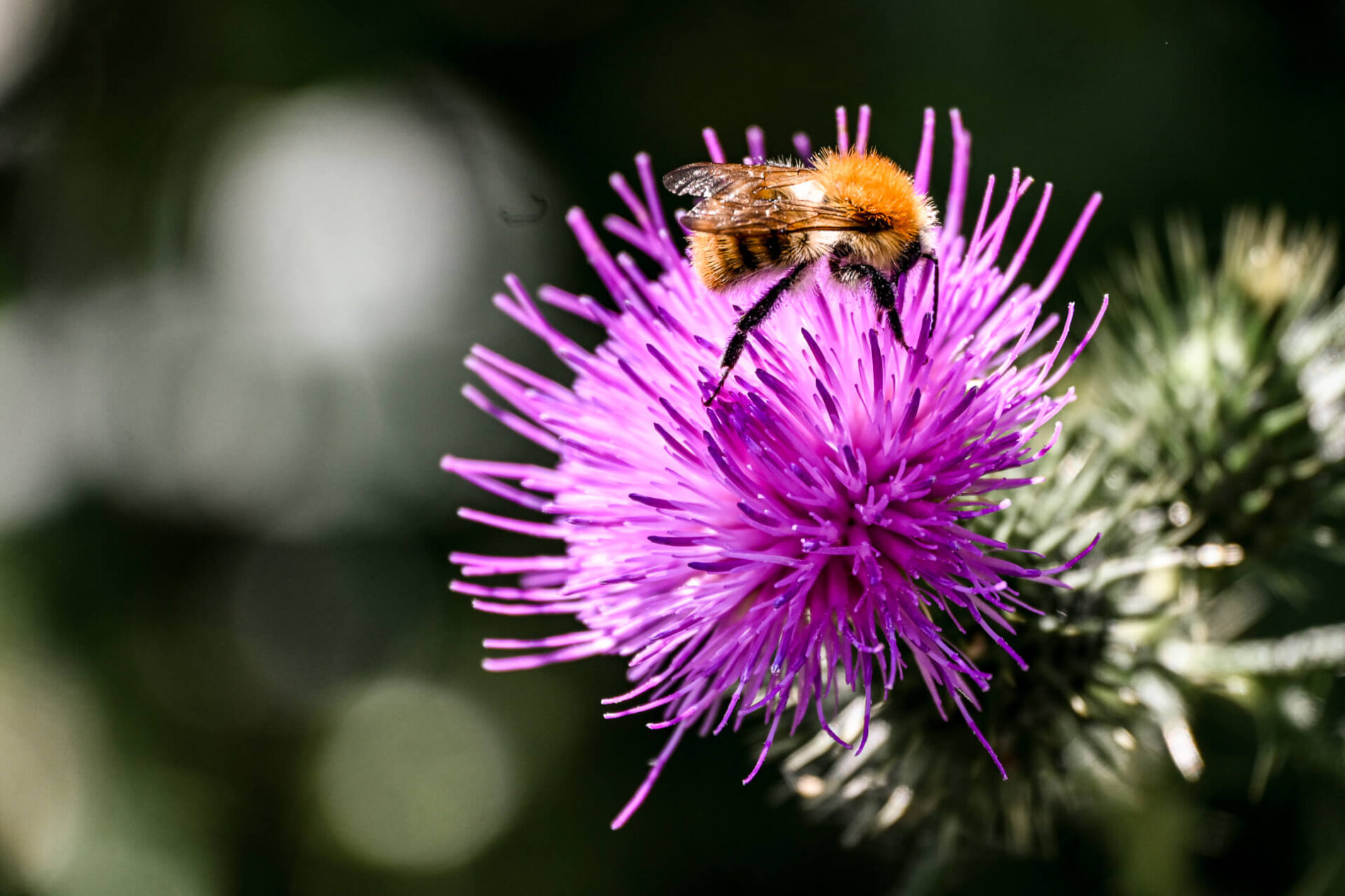 Mijn oog valt op de kleurrijke bloemen