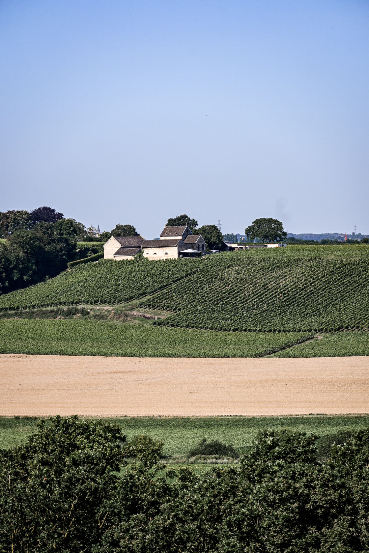 Uitzicht over de wijngaarden in het Jekerdal | Jekerdal wijngaarden Maastricht | Limburg