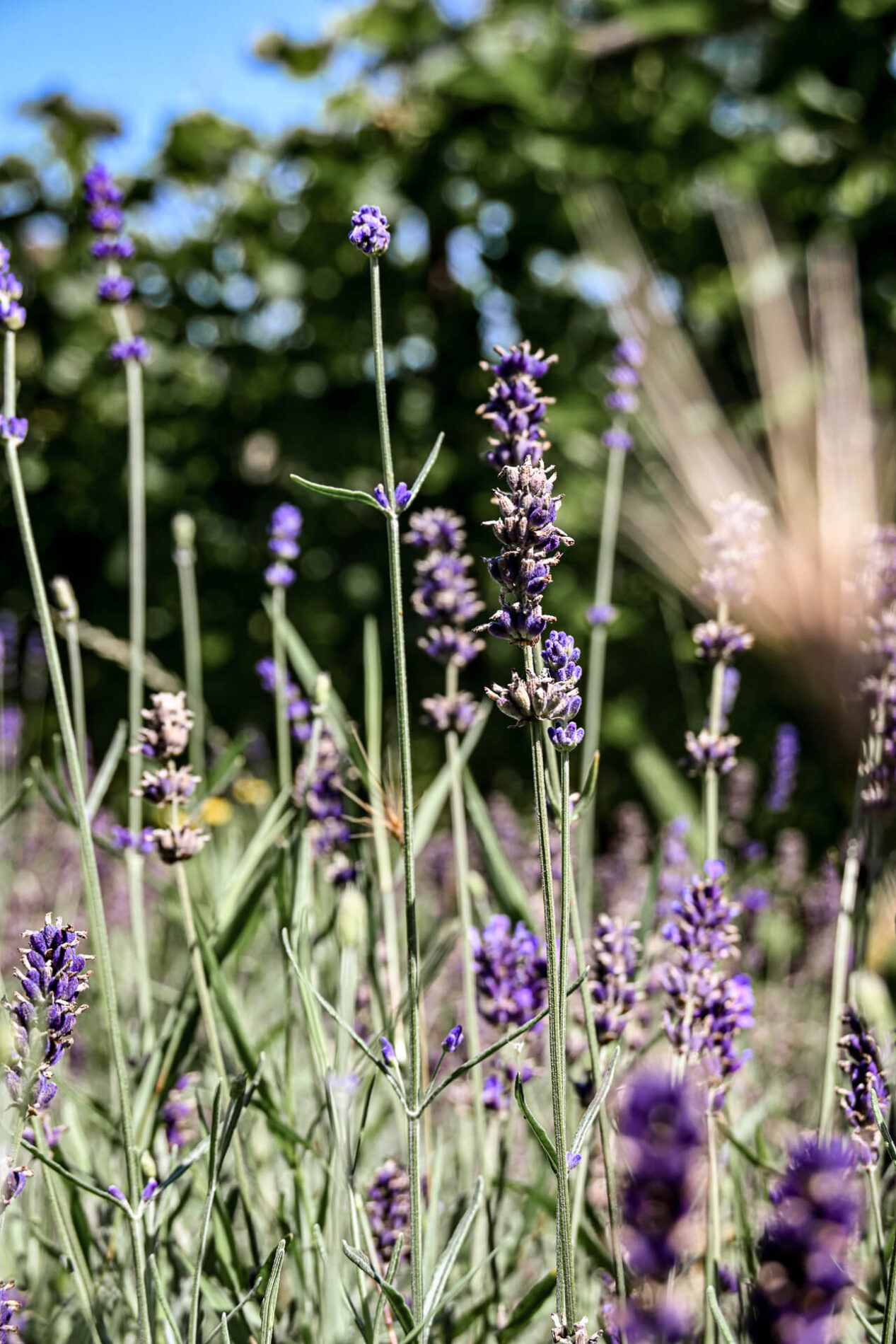 Lavendelplanten bij de wijngaard