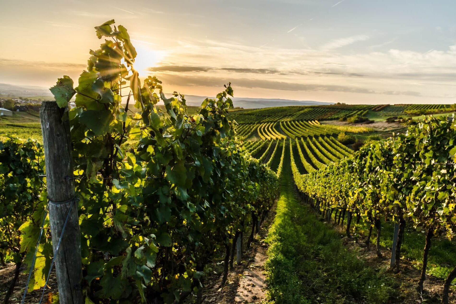 Wijngebied Rheinhessen
