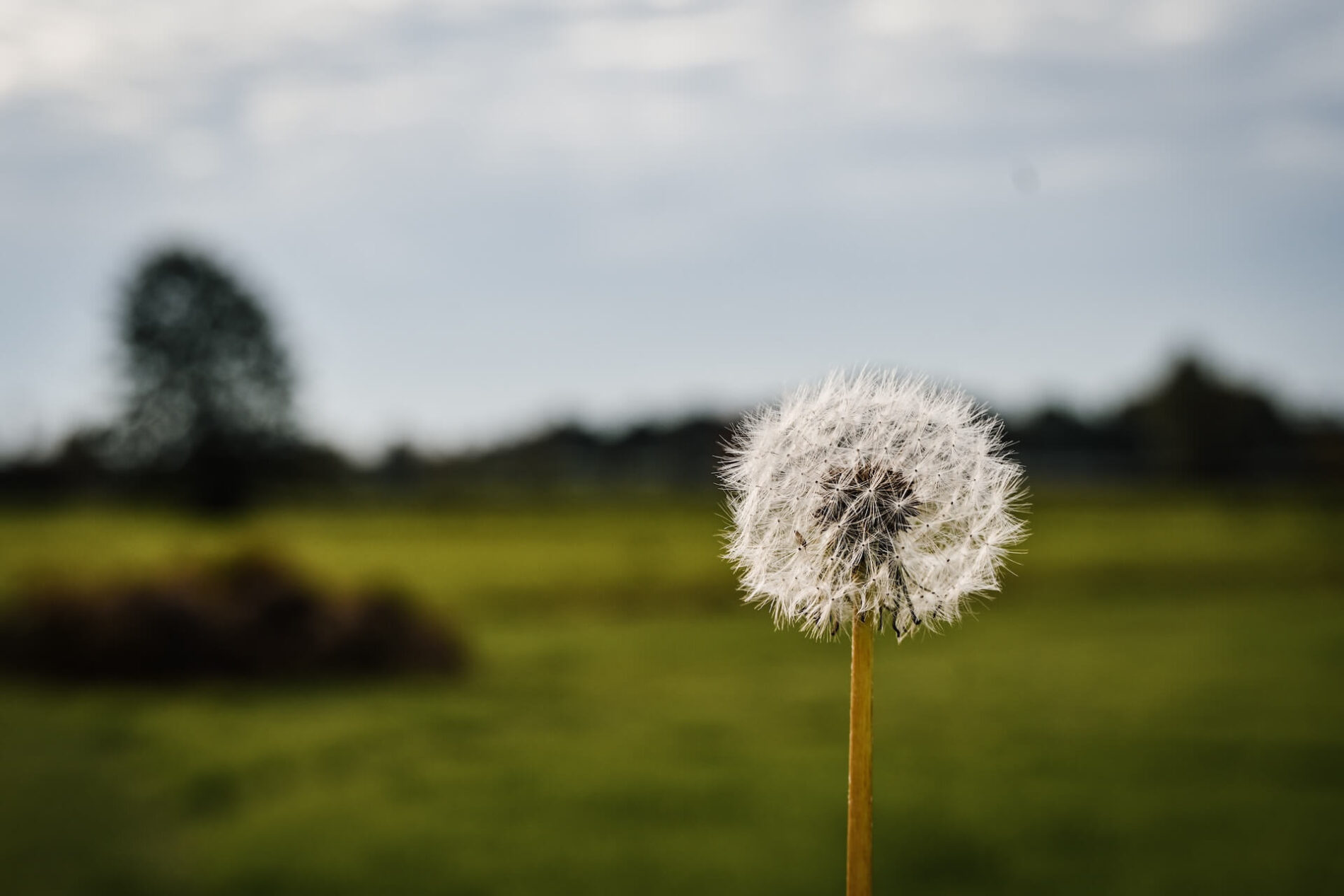 Pluisbol van een paardenbloem