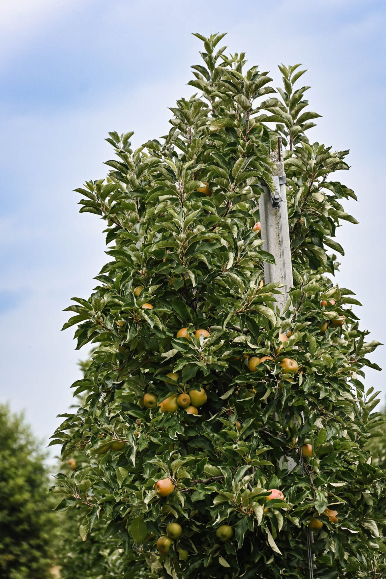 Boomgaarden in de Betuwe